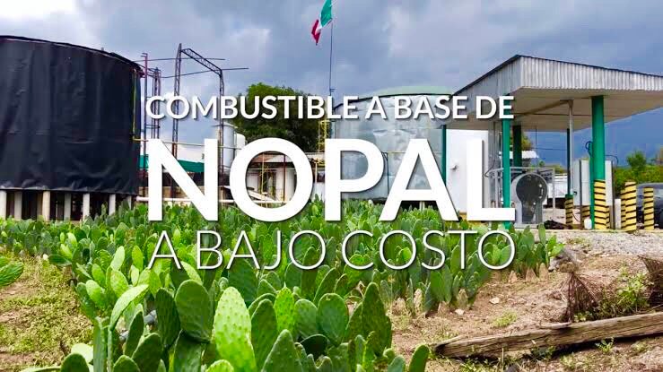 electricidad y biogas con nopal